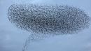 Ribuan burung jalak melakukan migrasi dalam formasi terbang di atas langit lahan pertanian dekat kota Beit Shean di Israel, Kamis (21/12). Fenomena yang dikenal sebagai murmuration biasa terjadi di bulan-bulan musim dingin. (AFP PHOTO/MENAHEM KAHANA)