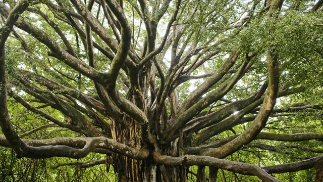 Ilustrasi pohon beringin