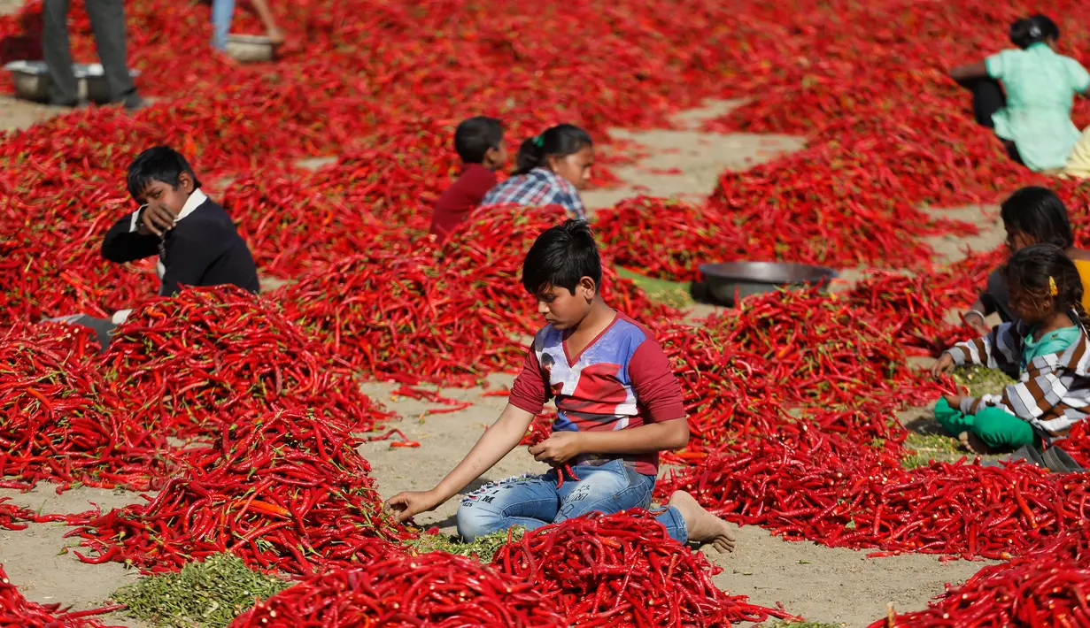 Anak-anak India mengupas tangkai cabai merah di sebuah lahan pertanian di Desa Shertha, dekat Gandhinagar, 25 Maret 2018. Ribuan cabai menciptakan karpet yang menakjubkan berwarna merah. (AP Photo/Ajit Solanki)