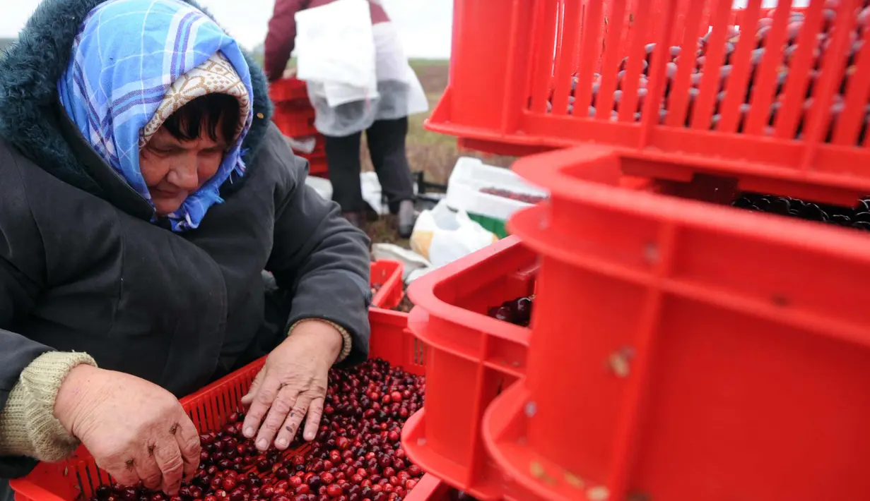Petani Belarusia mengumpulkan cranberry di sebuah peternakan di desa Selishche, sekitar 290 km selatan Minsk, pada 9 Oktober 2017. (AFP Photo/Sergei Gapon)