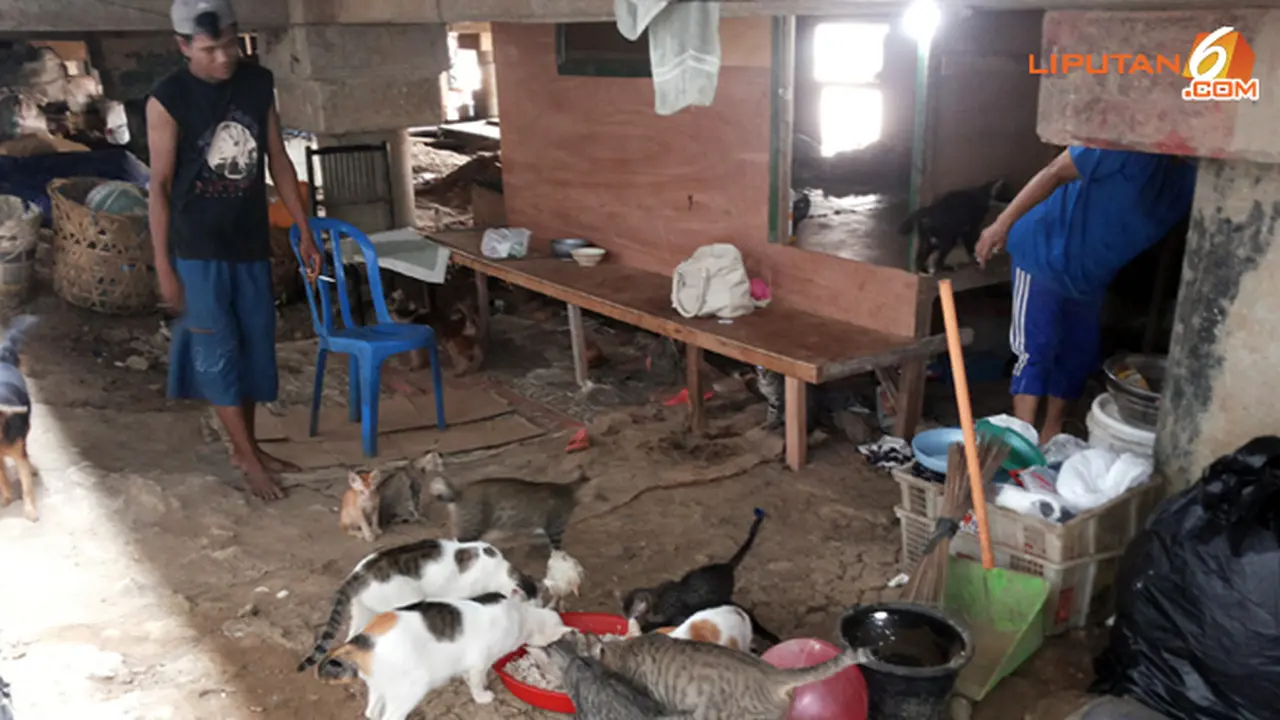 pemulung-kucing-131029c.jpg