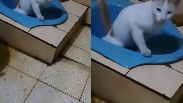Kucing Pintar