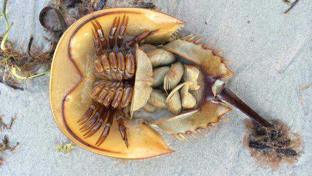 Horseshoe Crab