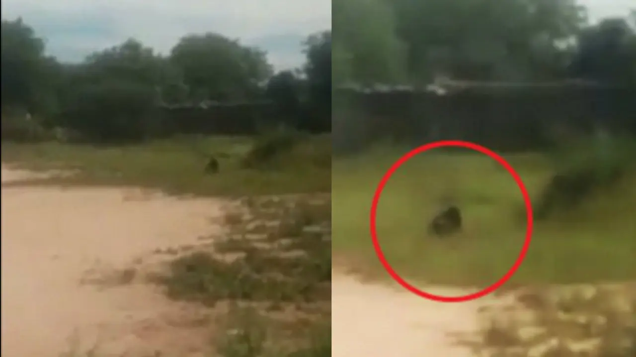 Penampakan sosok misterius mirip Goblin. (CEN)