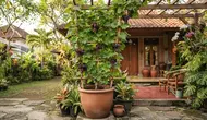 7 Cara Menanam Anggur dalam Pot, Mudah Dirawat dan Hasil Panen Manis