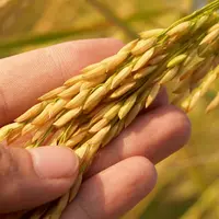 Manfaat Gandum untuk Kesehatan Tubuh dan Energi Sehari-hari