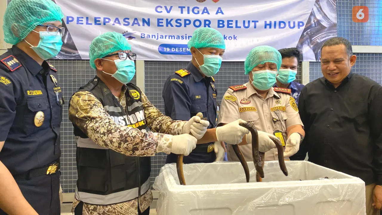 Bea Cukai Kalimantan Selatan Belut Sawah Hidup