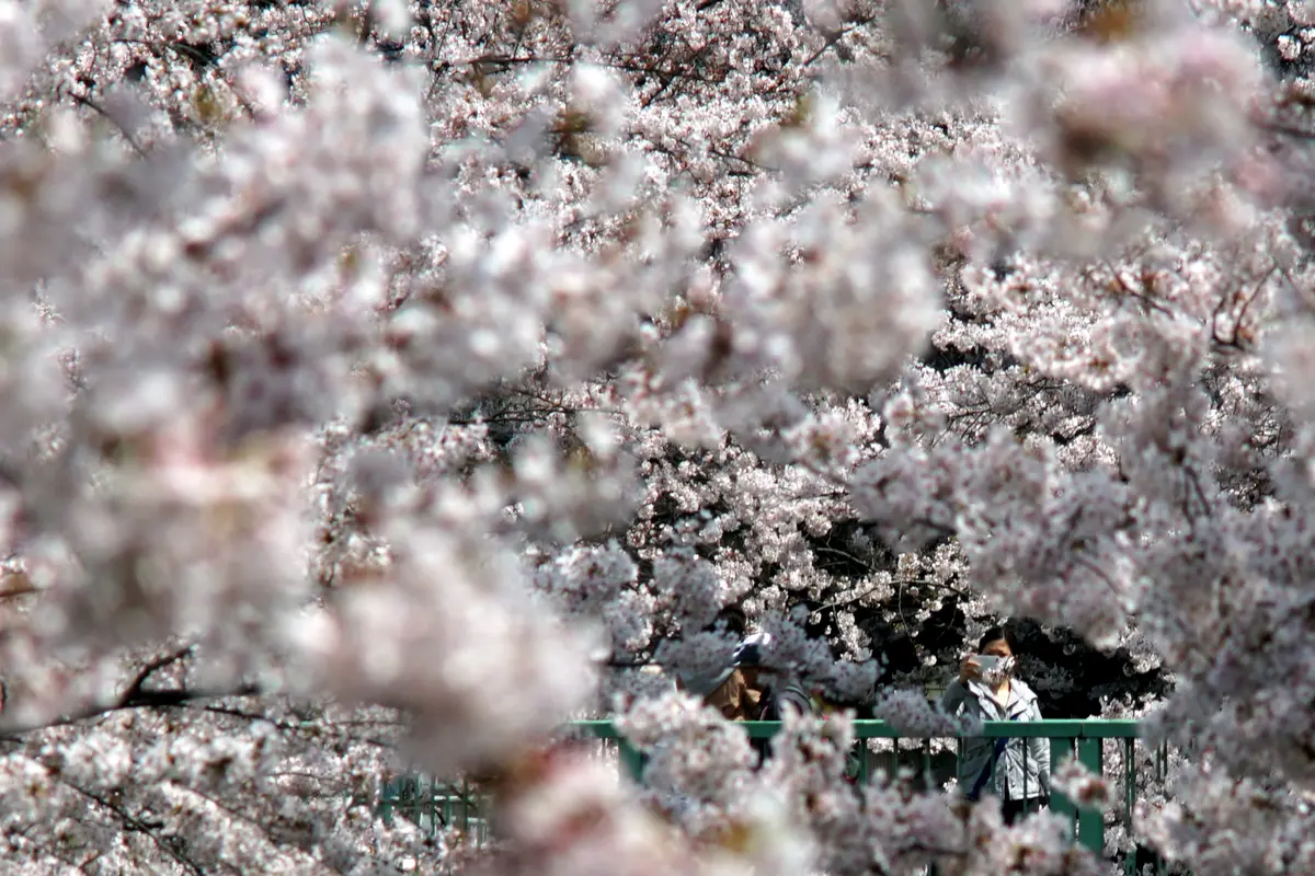20170406- Wisatawan Banjiri Jepang Saat Musim Sakura-AFP Photo