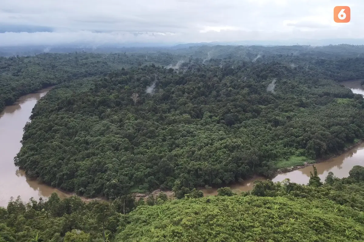 Hutan di Kalimantan