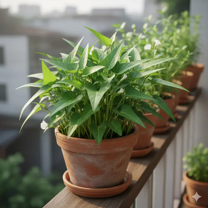 Menanam Kangkung di Pot