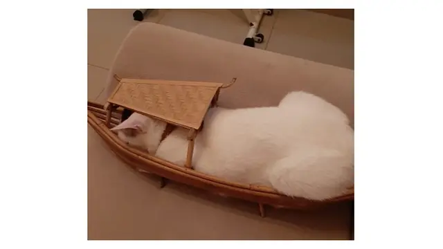 10 Potret Tempat Kucing Rebahan Ini Bikin Geleng Kepala, Enggak Habis Pikir
