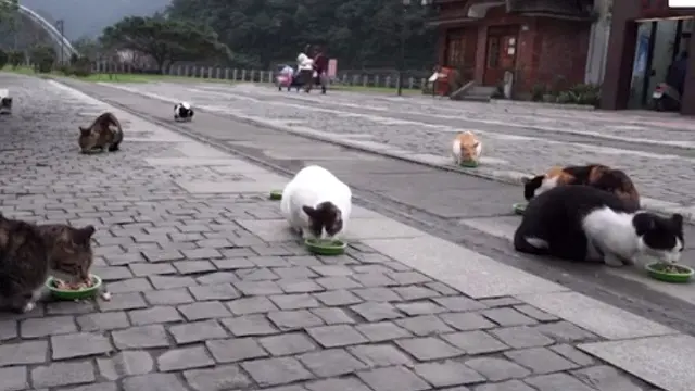 Cat Village Taiwan