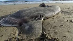 Bangkai hoodwinker sunfish terlihat di pantai Santa Barbara, California,  (21/2). Ikan tersebut hidup di perairan bersuhu sedang, seperti Australia, Selandia Baru, Afrika Selatan, dan Chile. (Thomas Turner, UC Santa Barbara via AP)