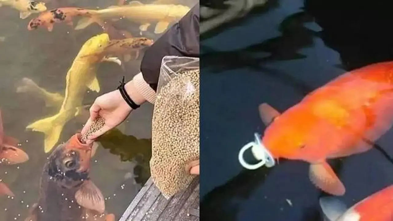 10 Potret Nyeleneh Orang Pelihara Ikan, Cara Kasih Makannya Bikin Geleng Kepala