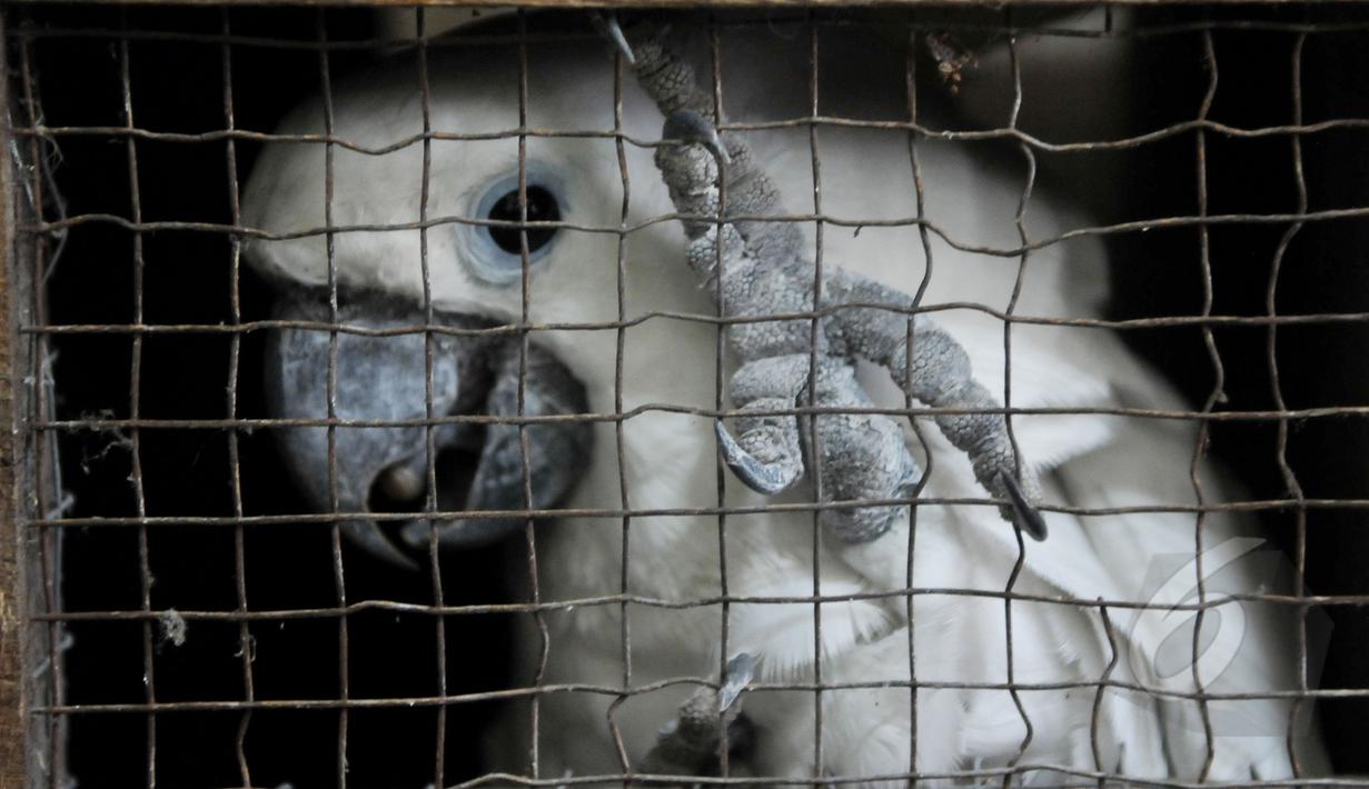 Tujuh burung kakaktua jambul kuning dan satu burung kakatua raja berwarna hitam diserahkan anggota masyarakat ke Balai Konservasi Sumber Daya Alam (BKSDA), Jakarta, Senin (11/5/2015). (Liputan6.com/Johan Tallo)