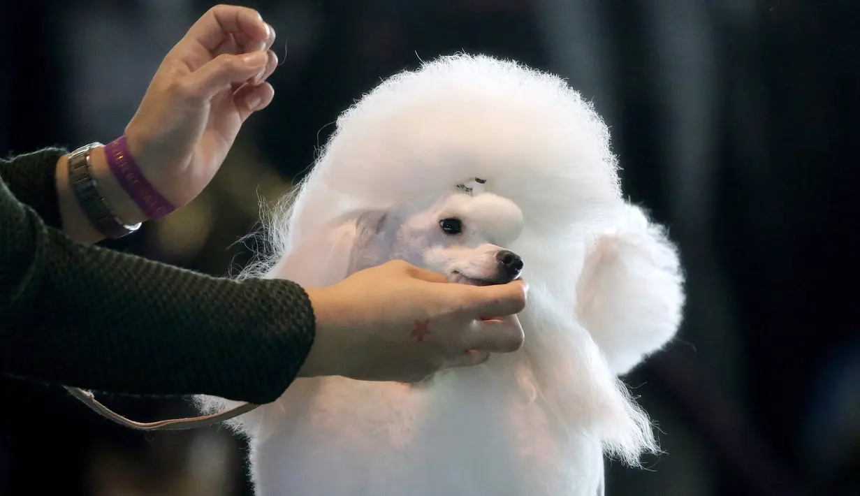 Seekor anjing pudel dipersiapkan menjelang acara Best of Breed pada pertunjukan anjing Westminster Kennel Club di New York, Senin (11/2). Kompetisi yang disebut sebagai pertunjukan anjing terbesar itu telah digelar sejak 1877. (AP Photo/Wong Maye-E)