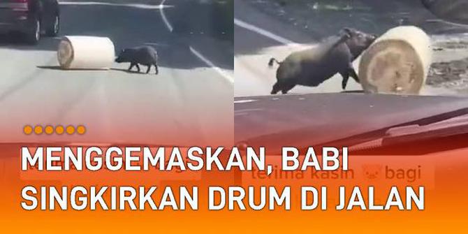 VIDEO: Menggemaskan, Aksi Babi Singkirkan Drum di Tengah Jalan