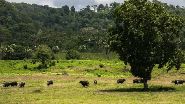 Taman Nasional Alas Purwo