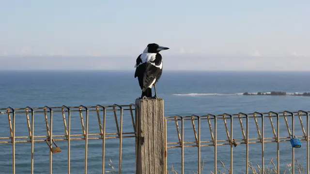 Fenomena Musim Menukik di Australia