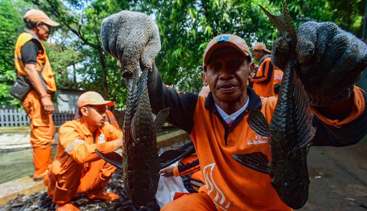 Sebagai informasi, ikan sapu-sapu dikenal sebagai spesies invasif yang berpotensi mengganggu keseimbangan ekosistem. Tampak dalam foto, Petugas Penanganan Prasarana dan Sarana Umum (PPSU) menunjukkan ikan sapu-sapu di kawasan Setu Babakan, Jakarta Selatan, Jumat (17/4/2026). (merdeka.com/Arie Basuki)