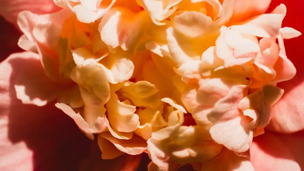 Ilustrasi Camellia