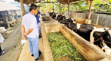 Bupati Lumajang Thoriqul Haq meninjau peternakan sapi perah di Kabupaten Lumajang (Istimewa)