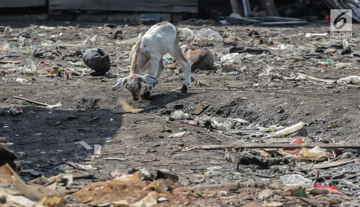 Seekor kambing mencari makan dari sampah rumah tangga di permukiman kumuh Muara Baru, Penjaringan, Jakarta, Selasa (3/9/2019). Sulitnya mencari rumput di Ibu Kota menyebabkan peternak membiarkan kambing-kambing mereka memakan sampah rumah tangga. (Liputan6.com/Faizal Fanani)