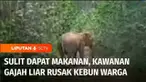 Kawanan gajah liar terekam masuk dan merusak area perkebunan warga Pali, Sumatra Selatan. Alih fungsi lahan diduga membuat jalur teritorial gajah menyempit, sehingga hewan tersebut masuk ke area perkebunan warga.