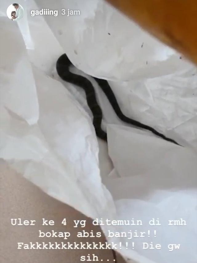 Usai Banjir Surut, Ditemukan Ular di Rumah Roy Marten Ini Penampakannya
