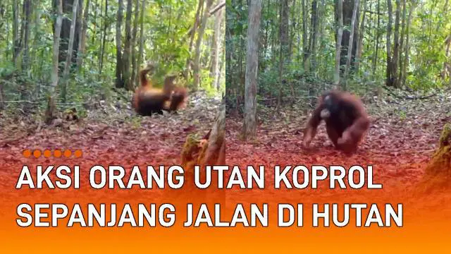 VIDEO: Tertangkap Kamera Trap, Aksi Orang Utan Koprol Sepanjang Jalan di Hutan