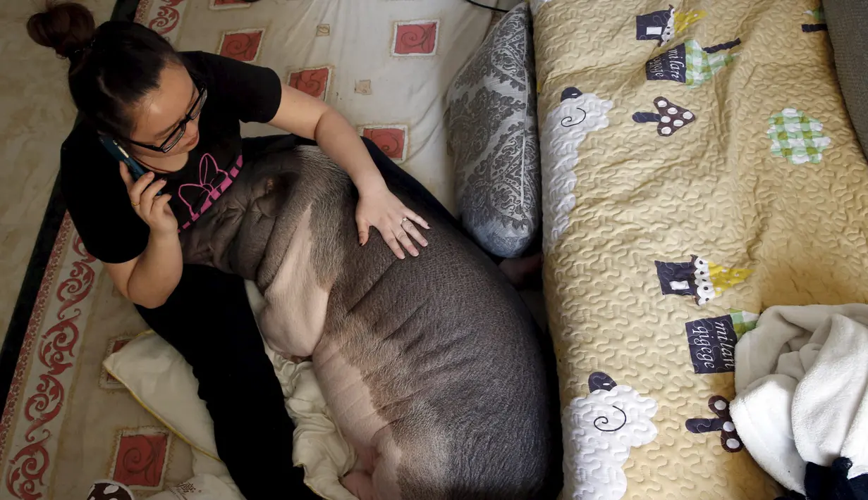 Zhu Rong saat bersantai dengan babi peliharaannya yang bernama Wuhua di dalam kamarnya di Beijing, Rabu (22/4/2015). Wuhua berbobot 85 kg tengah menjadi perbincangan netizen saat foto selfienya bersama Zhu Rong tersebar. (REUTERS/Kim Kyung-Hoon)