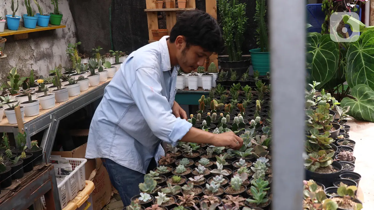 FOTO: Mengolah Tanaman Duri Jadi Bisnis yang Menguntungkan