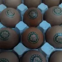 Lupakan meme Teletubbies, media sosial dihebohkan oleh sebuah gambar telur ayam yang dicap dan diklaim halal. (Via: facebook.com/amir.izhar1)