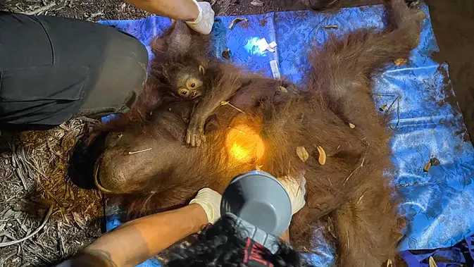 Kebakaran Tanjung Puting Membuat Orangutan Kalimantan Terancam Punah