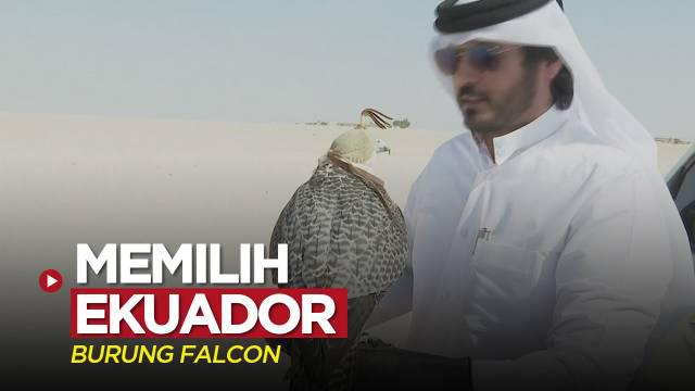 Berita video burung jenis falcon memprediksi Timnas Ekuador yang akan menang atas Timnas Qatar dalam laga perdana Piala Dunia 2022.