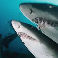 Tangan pria ini nyaris putus ketika sedang mencoba membantu seekor hiu melahirkan. 