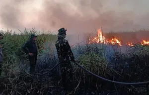 Karhutla di TN Way Kambas Capai 802 Hektare, Water Bombing Disiapkan