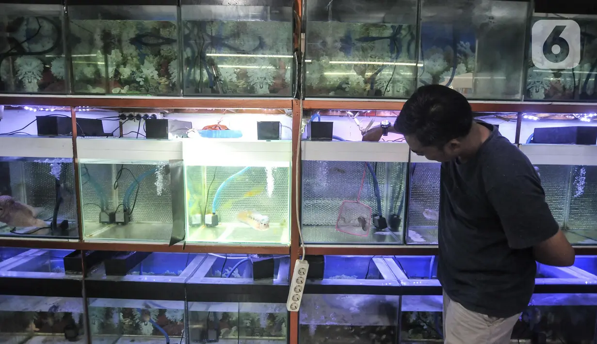 Pedagang saat melakukan perawatan ikan hias di Pasar Ikan Hias Johar Baru, Jakarta Pusat, Senin (30/5/2022). Ekspor ikan hias menyasar pasar Eropa dan negara-negara maju dengan pertumbuhan rata-rata sebesar 6,11 persen dan nilai ekspor ikan hias di Triwulan I 2022 senilai USD8,97 juta. (merdeka.com/Iqbal S. Nugroho)