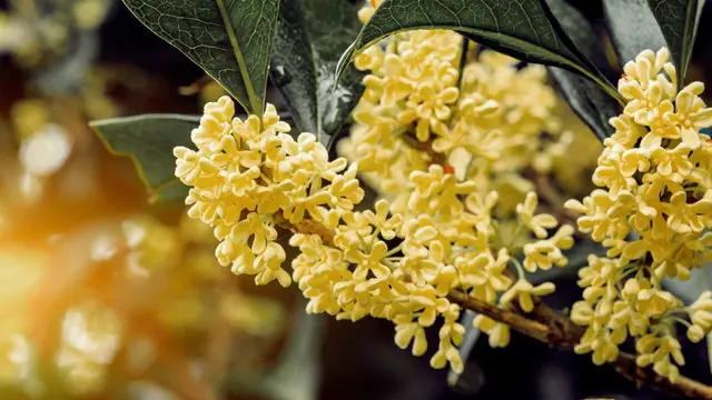 Bunga Osmanthus