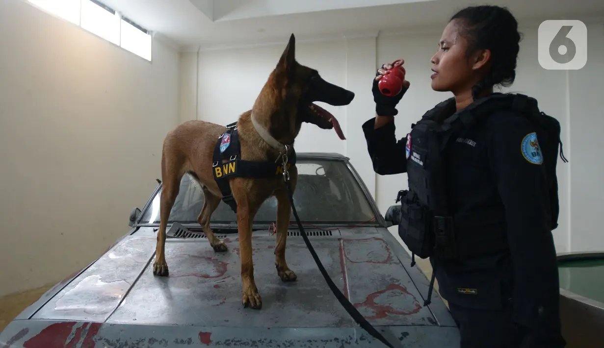 Pelatih K9 wanita Widiya Hutahean melatih seekor anjing di Markas Komando K9 BNN, Selasa (8/3/2022). Dalam rangka Hari Perempuan Sedunia, BNN terus meningkatkan kemampuan para pelatih khususnya perempuan dan kemampuan hewan. (merdeka.com/Imam Buhori)