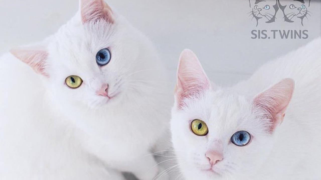 Punya Warna Mata Berbeda, Kucing Kembar Ini Banjir Pengikut di Instagram