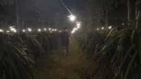 Proses pemberian lampu kebun buah naga untuk membantu proses pembuahan (Hermawan Arifianto/Liputan6.com)