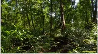 Kawasan Hutan Mangrove di Taman Nasional Sembilang, Musi Banyuasin, Sumatera Selatan. (dok. Ridwan Pambudi/tnberbaksembilang.com)