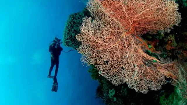 5 Surga Bawah Laut di Indonesia yang Jadi Spot Diving Paling Seru