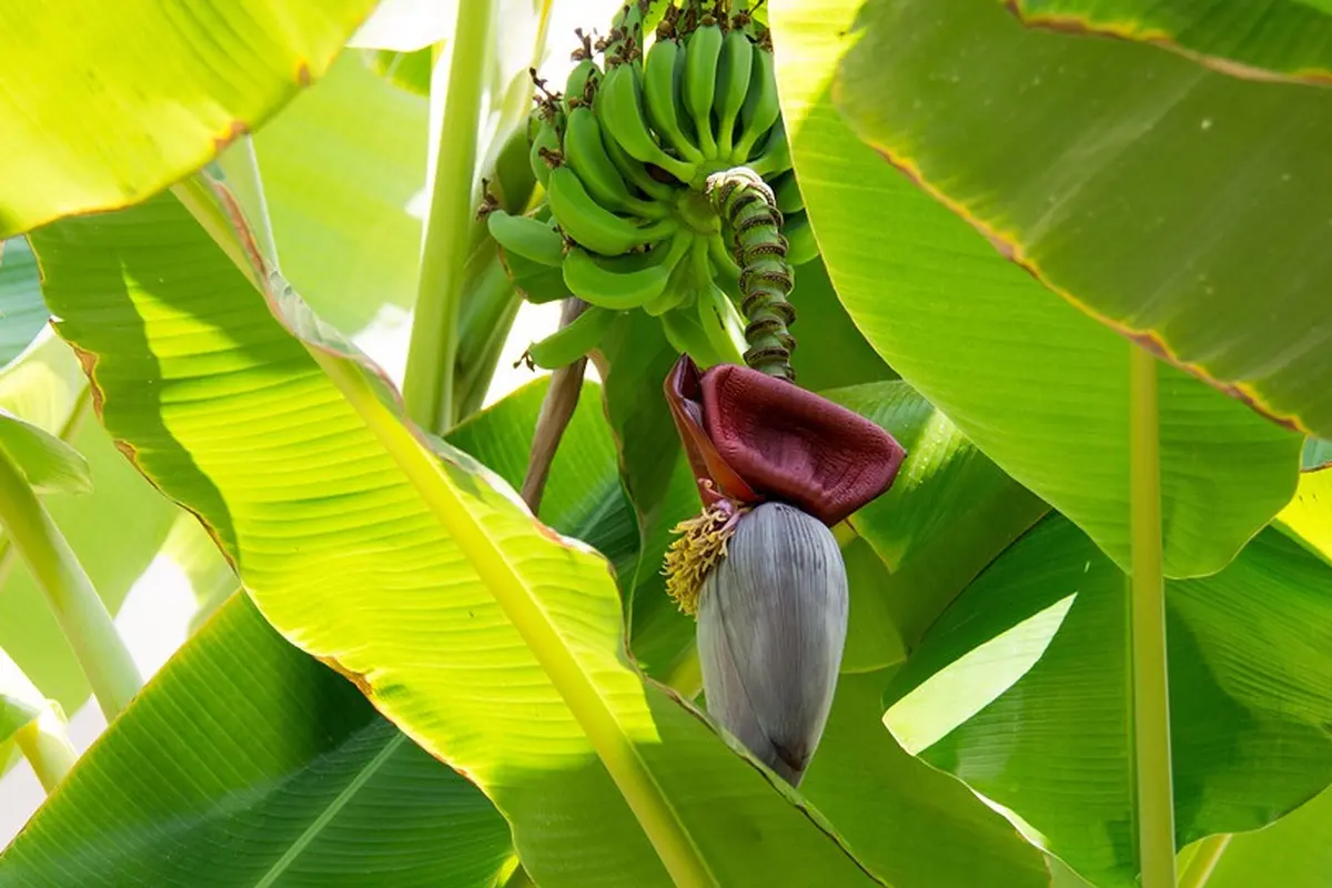 Jantung pisang