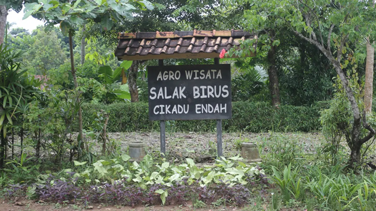 Perkenalkan si Birus, Primadona Bersisik dari Tanjung Lesung