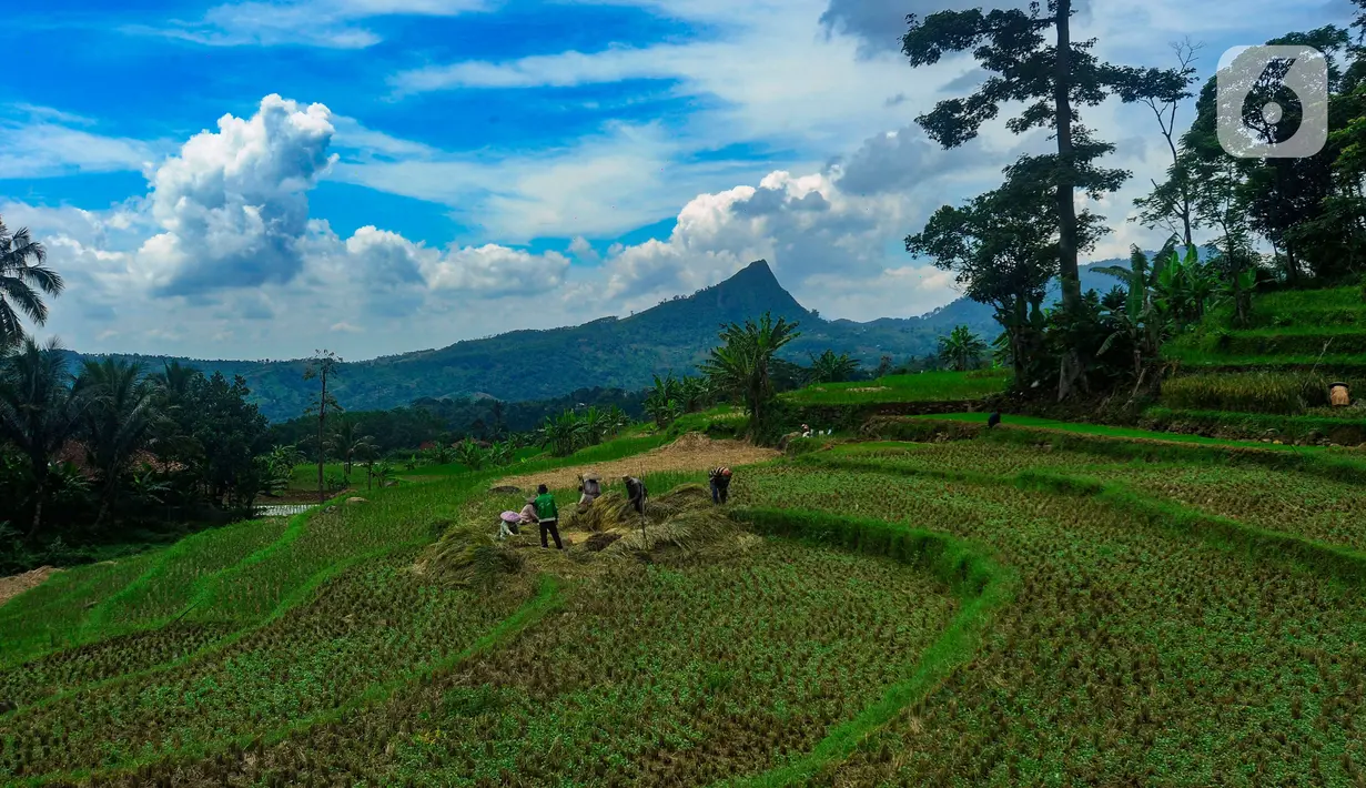 Ketika awal bulan puasa harga harga padi Rp 12.500 per kg, kini menjadi Rp 10.500. (merdeka.com/Arie Basuki)