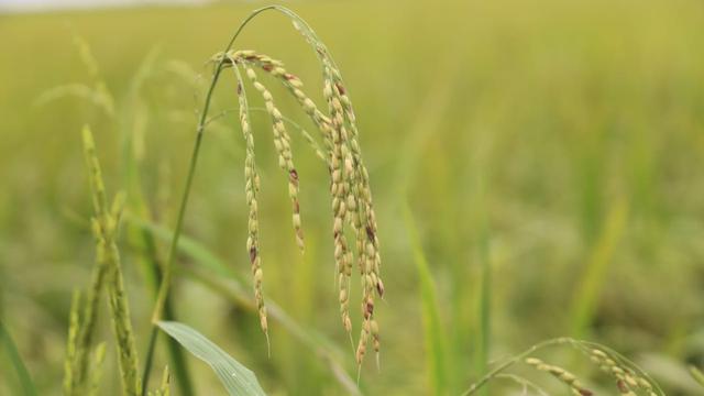 Petani Sebut Program Food Estate Berhasil Tambah Produksi Bisnis Liputan6 Com