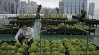 Para pekerja muda sedang memanen hasil bercocok tanam di atap gedung-gedung di Hong Kong (Kin Cheung/AP)