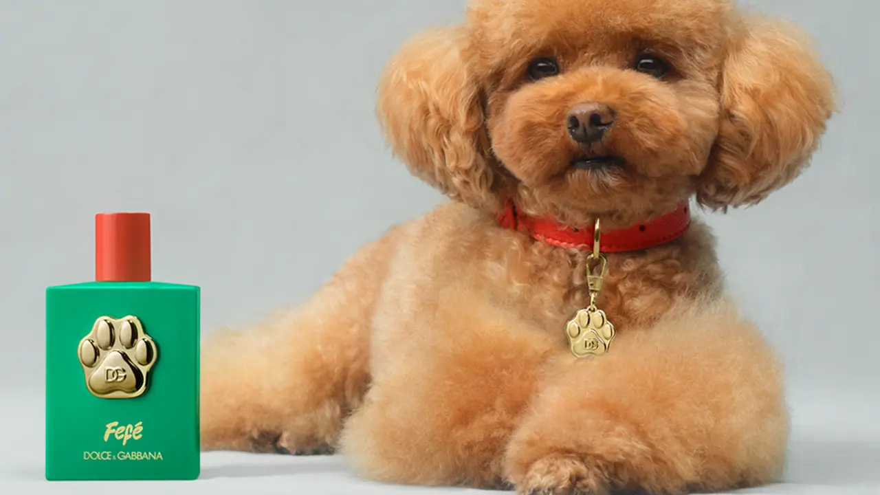 Ada-ada Saja, Dolce & Gabbana Rilis Parfum Khusus untuk Anjing